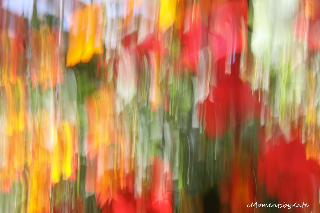 AbstractFlowers4